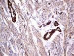 MCAM Antibody in Immunohistochemistry (Paraffin) (IHC (P))