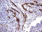 MCAM Antibody in Immunohistochemistry (Paraffin) (IHC (P))