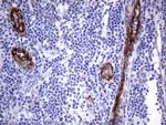 MCAM Antibody in Immunohistochemistry (Paraffin) (IHC (P))