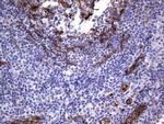 MCAM Antibody in Immunohistochemistry (Paraffin) (IHC (P))