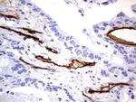 MCAM Antibody in Immunohistochemistry (Paraffin) (IHC (P))