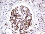 MCAM Antibody in Immunohistochemistry (Paraffin) (IHC (P))