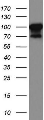 MCAM Antibody in Western Blot (WB)