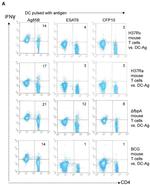 CD4 Antibody in Flow Cytometry (Flow)