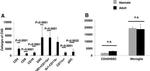 CD4 Antibody in Flow Cytometry (Flow)