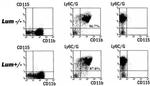 CD8 alpha Antibody in Flow Cytometry (Flow)