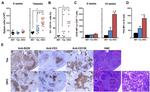 CD4 Antibody in Immunohistochemistry (IHC)