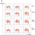 CD8 alpha Antibody in Flow Cytometry (Flow)