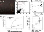 CD8 alpha Antibody in Flow Cytometry (Flow)