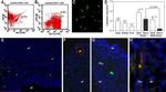 CD8 alpha Antibody in Flow Cytometry (Flow)