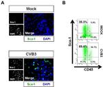 CD45 Antibody in Flow Cytometry (Flow)