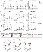 CD45 Antibody in Flow Cytometry (Flow)