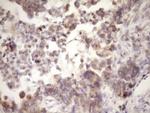 MCEE Antibody in Immunohistochemistry (Paraffin) (IHC (P))