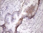 MCEE Antibody in Immunohistochemistry (Paraffin) (IHC (P))