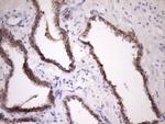 MCEE Antibody in Immunohistochemistry (Paraffin) (IHC (P))