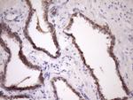 MCEE Antibody in Immunohistochemistry (Paraffin) (IHC (P))