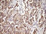 MCEE Antibody in Immunohistochemistry (Paraffin) (IHC (P))