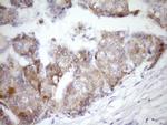 MCEE Antibody in Immunohistochemistry (Paraffin) (IHC (P))