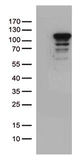 MCF2 Antibody in Western Blot (WB)