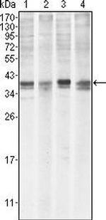 MCL-1 Antibody in Western Blot (WB)