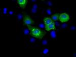 MCL1 Antibody in Immunocytochemistry (ICC/IF)