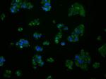 MCL1 Antibody in Immunocytochemistry (ICC/IF)