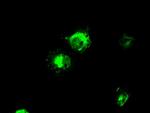 MCL1 Antibody in Immunocytochemistry (ICC/IF)