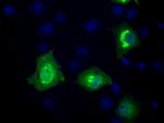 MCL1 Antibody in Immunocytochemistry (ICC/IF)