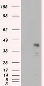 MCL1 Antibody in Western Blot (WB)