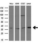 MCL1 Antibody in Western Blot (WB)