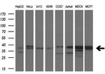 MCL1 Antibody in Western Blot (WB)