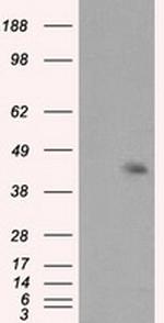 MCL1 Antibody in Western Blot (WB)