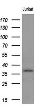 MCL1 Antibody in Western Blot (WB)