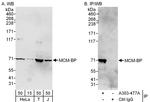 MCM-BP Antibody in Western Blot (WB)