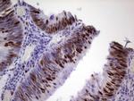 MCM2 Antibody in Immunohistochemistry (Paraffin) (IHC (P))