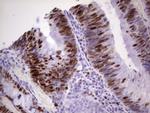 MCM2 Antibody in Immunohistochemistry (Paraffin) (IHC (P))