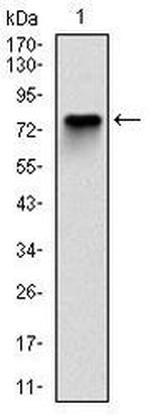 MCM2 Antibody in Western Blot (WB)