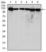 MCM2 Antibody in Western Blot (WB)