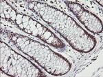 MCTS1 Antibody in Immunohistochemistry (Paraffin) (IHC (P))