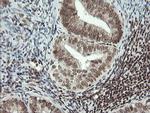 MCTS1 Antibody in Immunohistochemistry (Paraffin) (IHC (P))