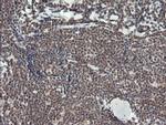 MCTS1 Antibody in Immunohistochemistry (Paraffin) (IHC (P))