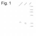 Midkine Antibody in Western Blot (WB)