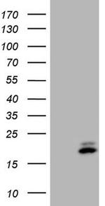 MDK Antibody in Western Blot (WB)