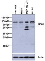 MDM2 Antibody in Western Blot (WB)