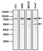 MDM2 Antibody in Western Blot (WB)