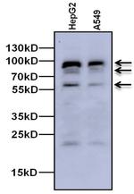 MDM2 Antibody in Western Blot (WB)