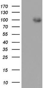 MDM2 Antibody in Western Blot (WB)