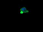 MDM4 Antibody in Immunocytochemistry (ICC/IF)