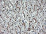 MDM4 Antibody in Immunohistochemistry (Paraffin) (IHC (P))