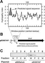 ALPL Antibody in Western Blot (WB)